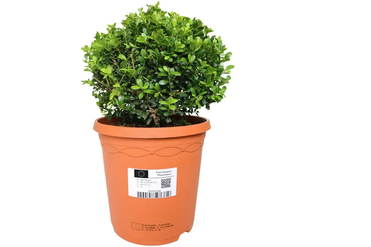 csm Eu Pflanzenpass Etikett Inkjet Topf 009eef9967